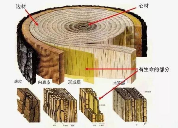 天然木皮樹木內部結構圖